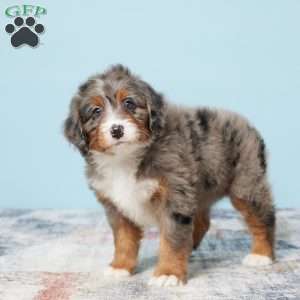 Beauty, Mini Bernedoodle Puppy